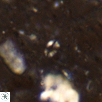 Didimospyrgos inciae VR 00145