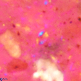 Didimospyrgos inciae VR 00146