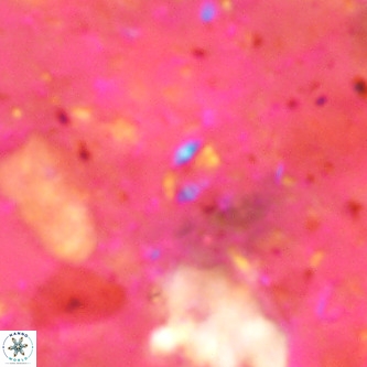 Didimospyrgos inciae VR 00146
