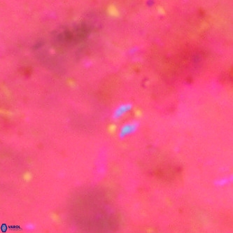 Didimospyrgos inciae VR 00147