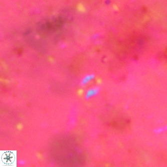 Didimospyrgos inciae VR 00147