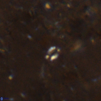Didimospyrgos inciae VR 00148