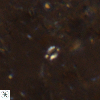 Didimospyrgos inciae VR 00148