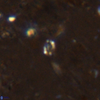 Didimospyrgos inciae VR 00149