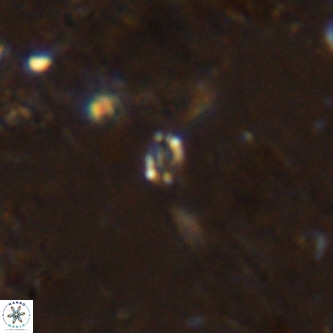 Didimospyrgos inciae VR 00149