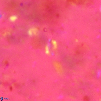Didimospyrgos inciae VR 00150