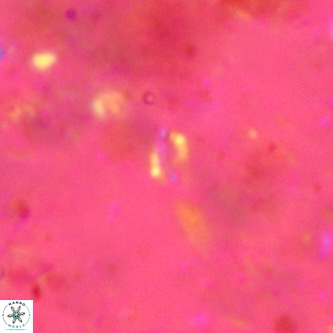 Didimospyrgos inciae VR 00150