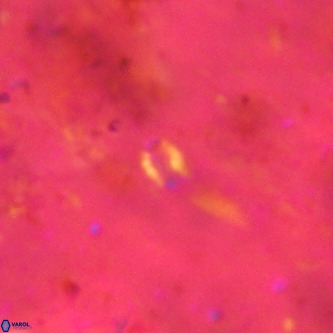 Didimospyrgos inciae VR 00151