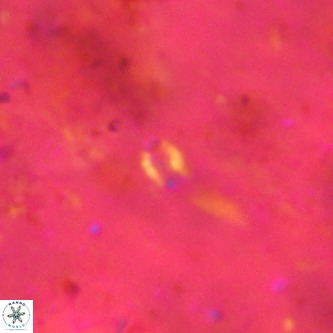 Didimospyrgos inciae VR 00151