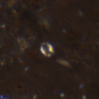 Didimospyrgos inciae VR 00152