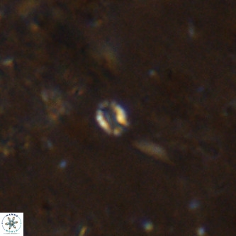 Didimospyrgos inciae VR 00152