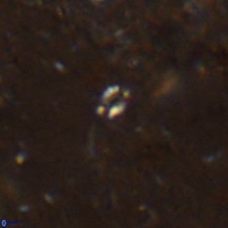 Didimospyrgos inciae VR 00153