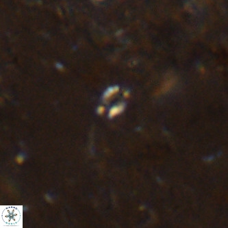 Didimospyrgos inciae VR 00153