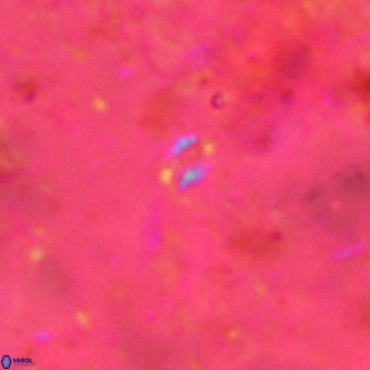 Didimospyrgos inciae VR 00154