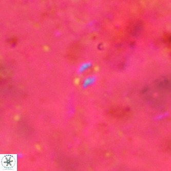 Didimospyrgos inciae VR 00154