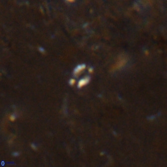 Didimospyrgos inciae VR 00155