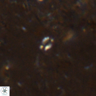 Didimospyrgos inciae VR 00155