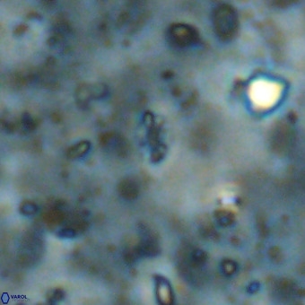 Didimospyrgos inciae VR 00100