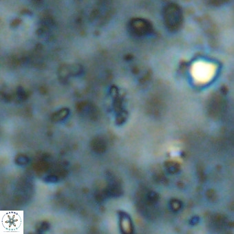 Didimospyrgos inciae VR 00100