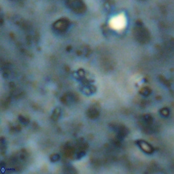 Didimospyrgos inciae VR 00101