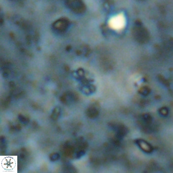Didimospyrgos inciae VR 00101