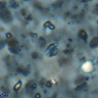 Didimospyrgos inciae VR 00102
