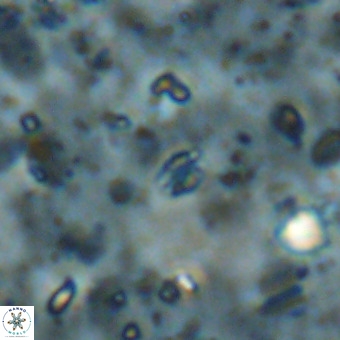 Didimospyrgos inciae VR 00102