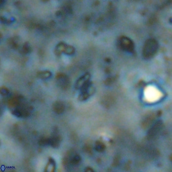 Didimospyrgos inciae VR 00103
