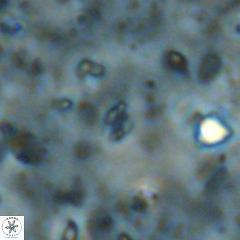 Didimospyrgos inciae VR 00103