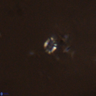 Didimospyrgos inciae VR 00247