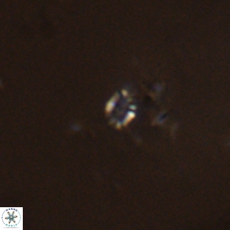 Didimospyrgos inciae VR 00247