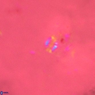 Didimospyrgos inciae VR 00248