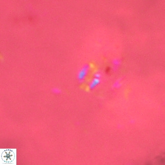 Didimospyrgos inciae VR 00248