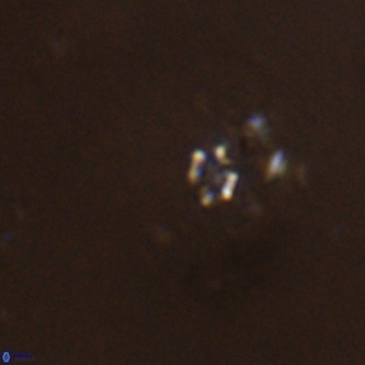 Didimospyrgos inciae VR 00249