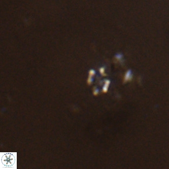 Didimospyrgos inciae VR 00249