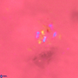 Didimospyrgos inciae VR 00250