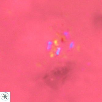 Didimospyrgos inciae VR 00250