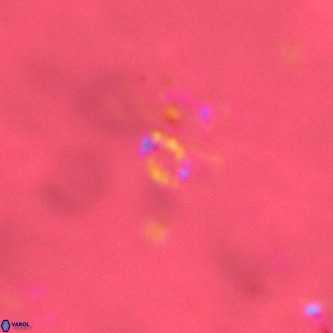 Didimospyrgos inciae VR 00251