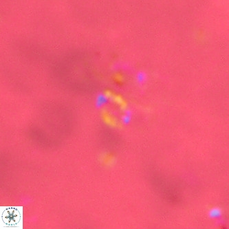 Didimospyrgos inciae VR 00251
