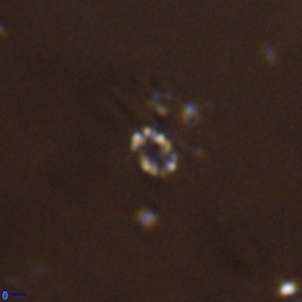 Didimospyrgos inciae VR 00252