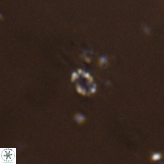 Didimospyrgos inciae VR 00252