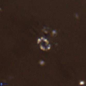 Didimospyrgos inciae VR 00253