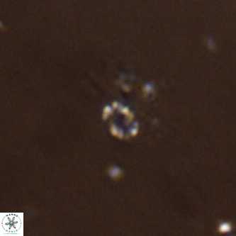 Didimospyrgos inciae VR 00253
