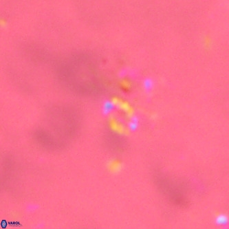 Didimospyrgos inciae VR 00254