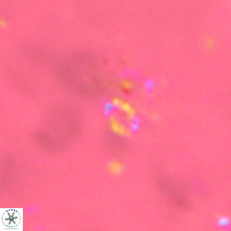Didimospyrgos inciae VR 00254