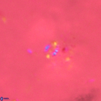 Didimospyrgos inciae VR 00255