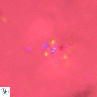 Didimospyrgos inciae VR 00255