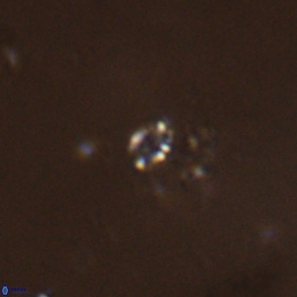 Didimospyrgos inciae VR 00256
