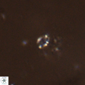 Didimospyrgos inciae VR 00256
