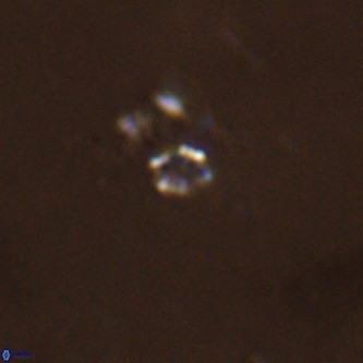 Didimospyrgos inciae VR 00259